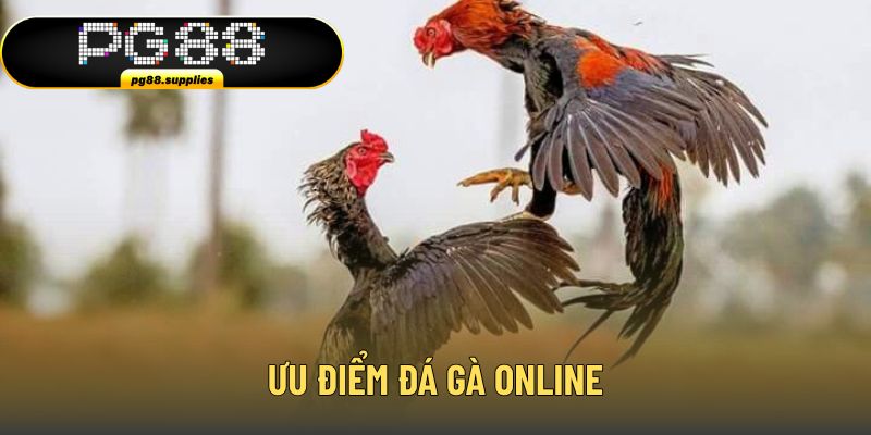 Tổng hợp ưu điểm nổi bật của sảnh đấu chiến kê online