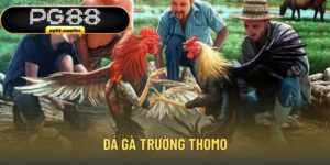 Đá gà trường Thomo