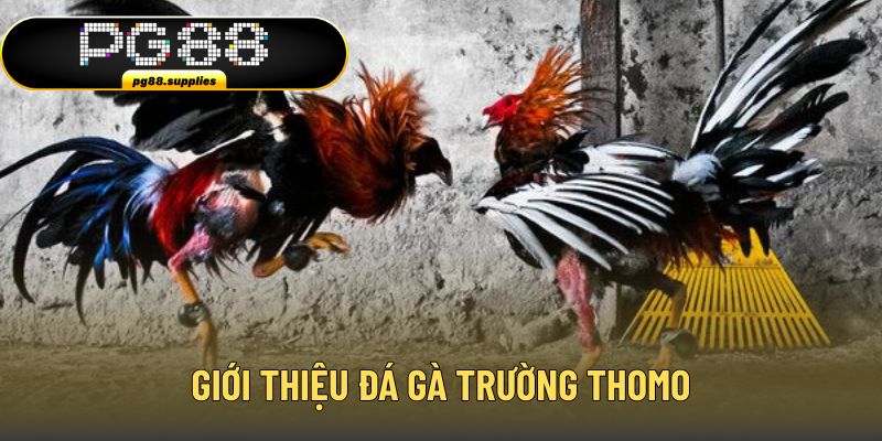 Thông tin chung đá gà trường Thomo 