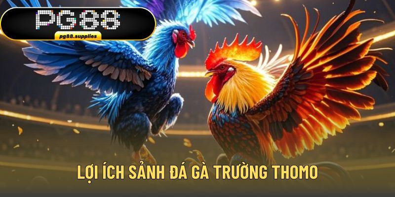 Nâng tầm vị thế của sảnh chọi gà Thomo 