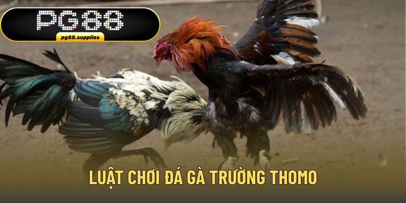 Luật chơi cơ bản của đấu chiến kê Thomo