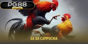 Gà đá Campuchia
