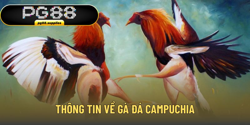 Sơ lược thông tin gà đá Campuchia