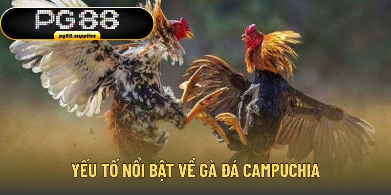 Điểm đặc biệt của các chiến kê Campuchia
